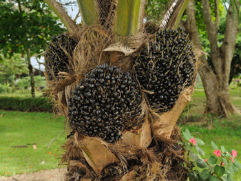Clusters of palm oil fruit