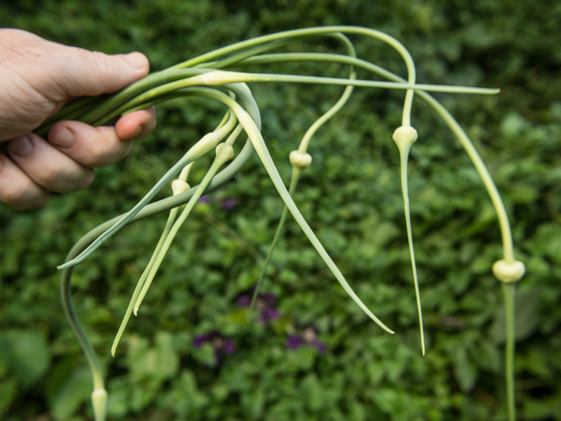 Handful of garlic scapes