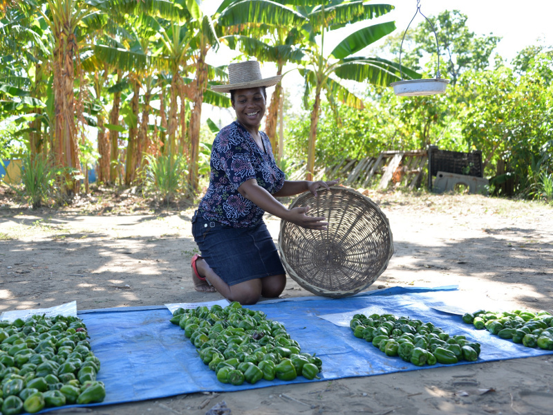 Haitian women with a pepper harvest