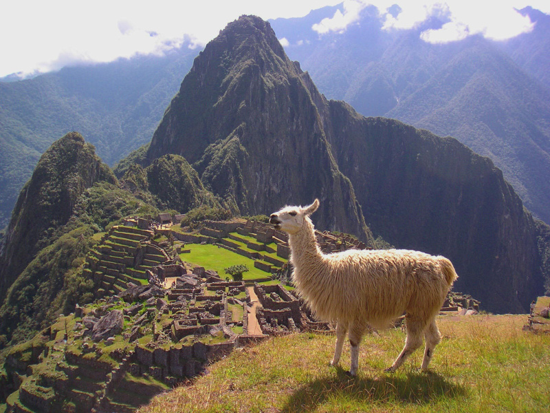 Llama at Machu Picchu in Peru