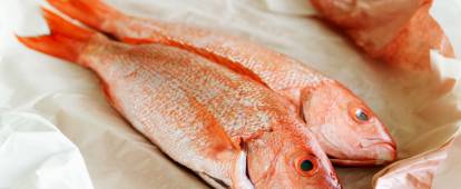 Fresh red snapper fish