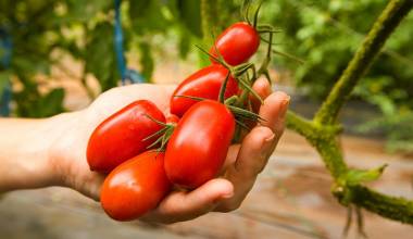 A handful of fresh garden tomatoes