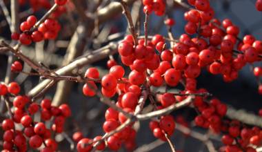Red winter berries