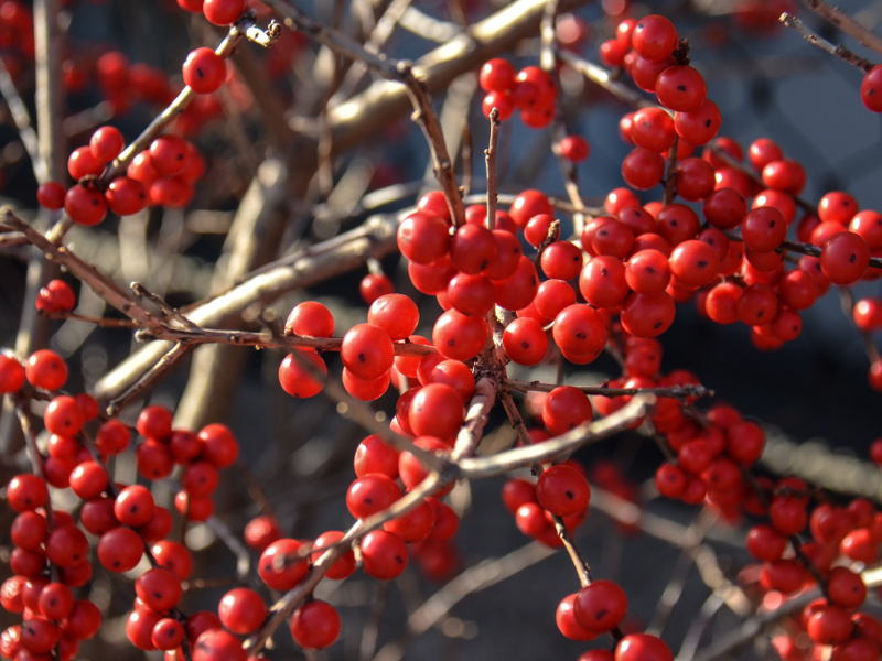 Winter: Recipes in Season