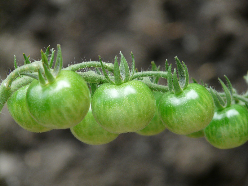 Pomodori Verdi sott'Aceto