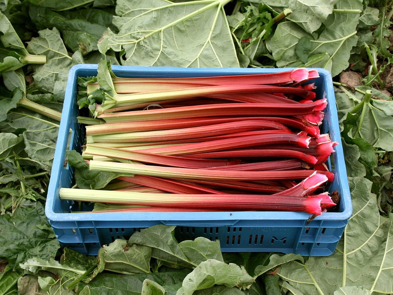 Rhabarberkompott